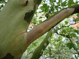 The london plane tree is botanically called platanus acerifolia. Devastating Fungal Disease Which Is Blighting The Queen S Plane Trees Daily Mail Online