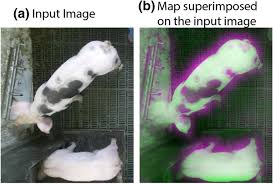 George the invisible pig book. Automated Recognition Of Postures And Drinking Behaviour For The Detection Of Compromised Health In Pigs Scientific Reports