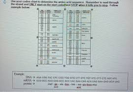 Amino acid sequence codon chart. Use Your Codon Chart To Determine The Amino Acid Chegg Com