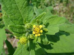 Image result for Sigesbeckia