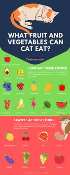 Check spelling or type a new query. Are Fruit And Vegetables Safe For Cats 13 Safe Foods For Your Kitty