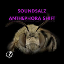 Image result for Anthephora