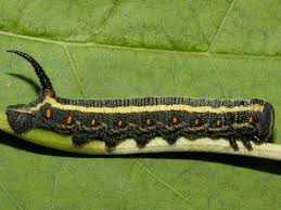 Image result for Convolvulus ocellatus