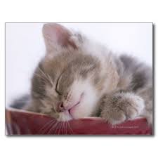 Siamesecataesthetic Sleeping Kitten Kittens Cutest Cute Cats
