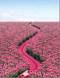 Cute pink colour wallpaper landscape. 53 Best Pink Nature Ideas Pink Nature Nature Pink