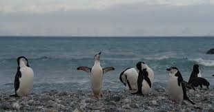 If you meant who can make you a club penguin game that's only you but if you meant how to make a club. Climate Change Cited As Antarctica S Chinstrap Penguin Population Drops By Half Cbs News