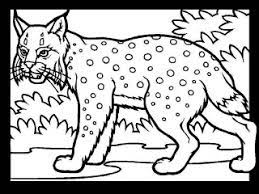 Imagens De Animais Da Floresta Para Colorir