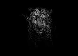 Enjoy and share your favorite beautiful hd wallpapers and background images. Black Leopard 1080p 2k 4k 5k Hd Wallpapers Free Download Wallpaper Flare