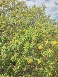 Image result for Gnidia goetzeana