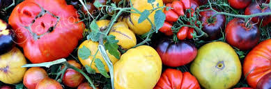 Check spelling or type a new query. Over 350 Varieties Of Tomato Seeds Heirloom Tomato Seeds Tomatoeden Site