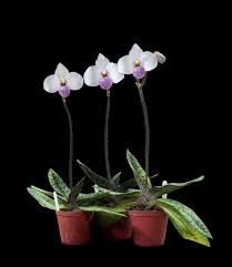 Image result for Polystachya dendrobiiflora