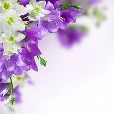 Flower Background Hd Desktop Wallpapers Flower Frame Flower Backgrounds Purple And White Flowers
