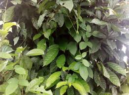 Image result for Maesobotrya