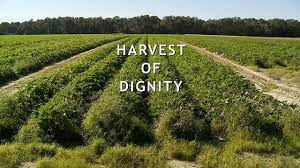 Harvest Of Dignity With Spanish Subtitles Subtitled Dignity Documentaries