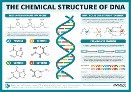 The Chemical Structure Of Dna Compound Interest