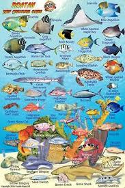 mexican caribbean reef creatures guide waterproof fish card