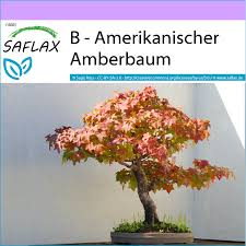 Beide sorten bezaubern durch die lang anhaltende. Saflax Bonsai Amerikanischer Amberbaum Kaufland De