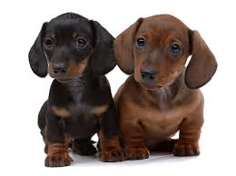Some dachshunds are more in demand than others based on their coat textures and colors. Weiner Dog Cost Online Shopping