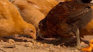 Rooster must be confined at all times. No Urban Chickens In Weatherford Advocates Started Cluckin Louder Wfaa Com
