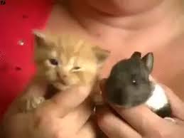 Share your media as gif or mp4 and have it link back to you! Cute Rabbit Cat Puppies Gif On Imgur