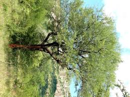 Image result for Acacia nigrescens