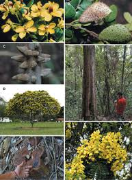 Image result for Gelrebia glandulosopedicellata