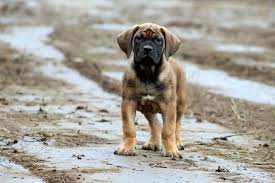 Ferner erhalten sie von uns wichtige informationen zur anschaffung, welpengesundheit und erste erziehungstipps. Boerboel Welpen Mit Pedigree In Berlin Pankow Welpen Ebay Kleinanzeigen Berlin
