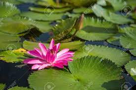 Maybe you would like to learn more about one of these? Beautiful Lotus Flower In Pond At Marina Bay Front Singapore Stock Photo Picture And Royalty Free Image Image 86163247