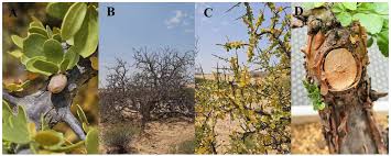 Image result for Commiphora africana