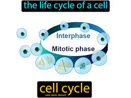 Cell Cycle Easy Science Cell Cycle Life Cycles Cell