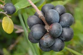 Image result for Artabotrys likimensis