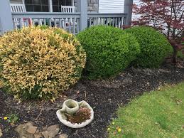 I have six boxwood shrubs that are turning yellow and look dead. Boxwood Starting Turning Yellow As Soon As Spring Came Help Gardening Garden Diy Home Flowers Roses Nature Lan Boxwood And Roses Boxwood Care Boxwood