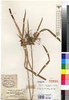 Image result for Cyperus fischerianus