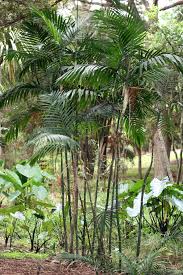 Image result for Chamaedorea radicalis