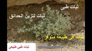 نبات طبى طبيعى لكثير من الامراض معا لتعرف علية zygophyllum حلقة 371 plants condiments