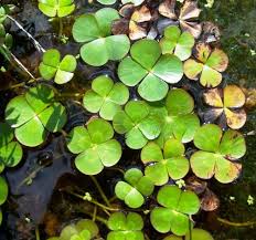 Image result for Marsilea nubica