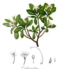 Image result for Synandrodaphne paradoxa
