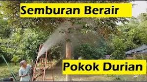 Pokok durian boleh mencapai ketinggian sehingga 40 m. Teknik Semburan Baja Berair Di Pokok Durian Youtube