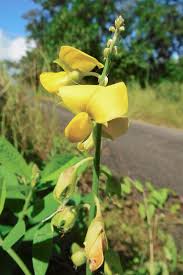 Image result for Crotalaria rhodesiae