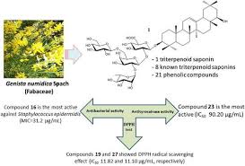 Image result for Ateleia herbert-smithii