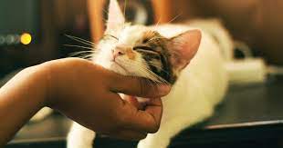 Pet Lovers Rejoice A Vaccine For Cat Allergies Is In The Works Phillyvoice
