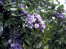 Texas mountain laurel is a tough plant. Sophora Secundiflora Texas Mountain Laurel Native Plants Of North America