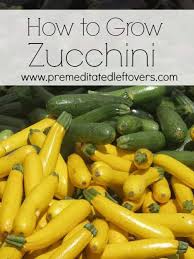 Get your grow off to a great start with our guide to transplanting. How To Grow Zucchini Freezing Zucchini Growing Zucchini Zucchini