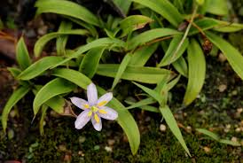 Image result for Xerophyta zambiana