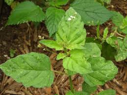 Image result for Boerhavia erecta