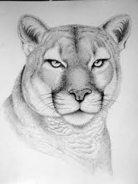 Draw a diamond shape with rounded corners, leaving a space at the top. Cool Realistic Things To Draw Animals Novocom Top