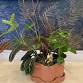Botanical Bowls: A Dish Garden Workshop event image