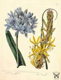 African Agapanthus And Yellow Asphodel Botanical Artwork Botanical Drawings Botanical Illustration