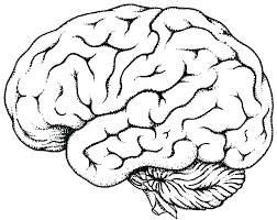 Brain coloring sheet from printable worksheets about the brain. View 21 Printable Brain Coloring Sheet