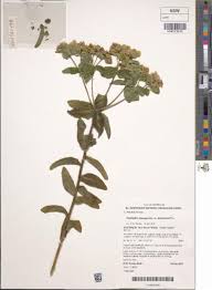 Image result for Euphorbia depauperata